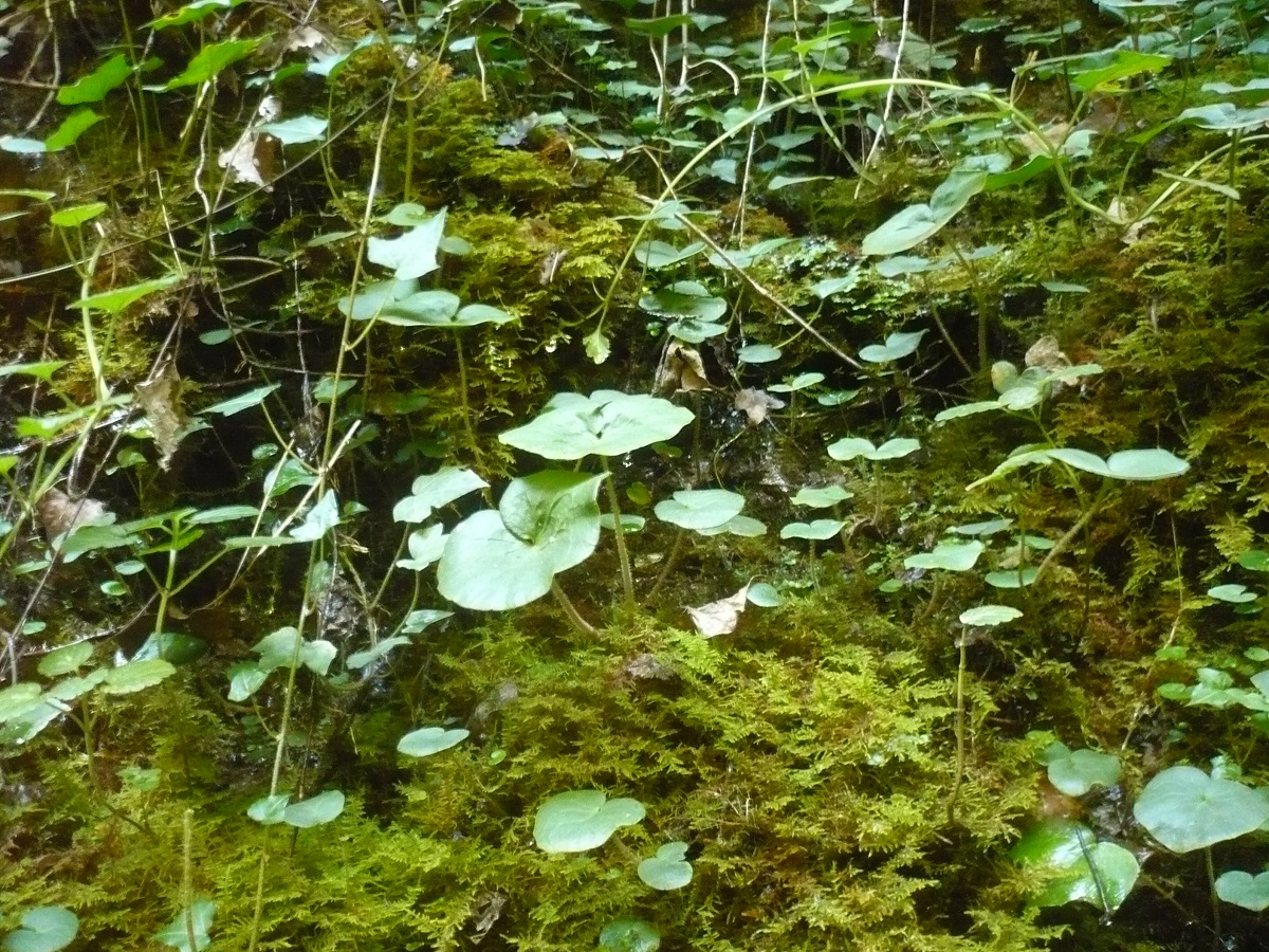 Soldanella villosa (Primulaceae)